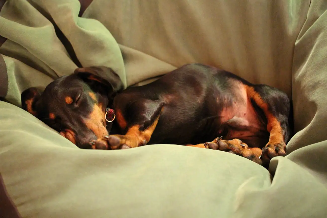 A sleepy Dachshund