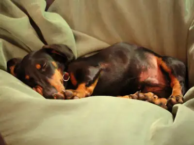 Content Dachshund in bed