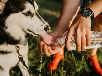 How to look after dogs in hot weather