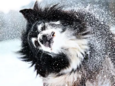 How to look after dogs in cold weather