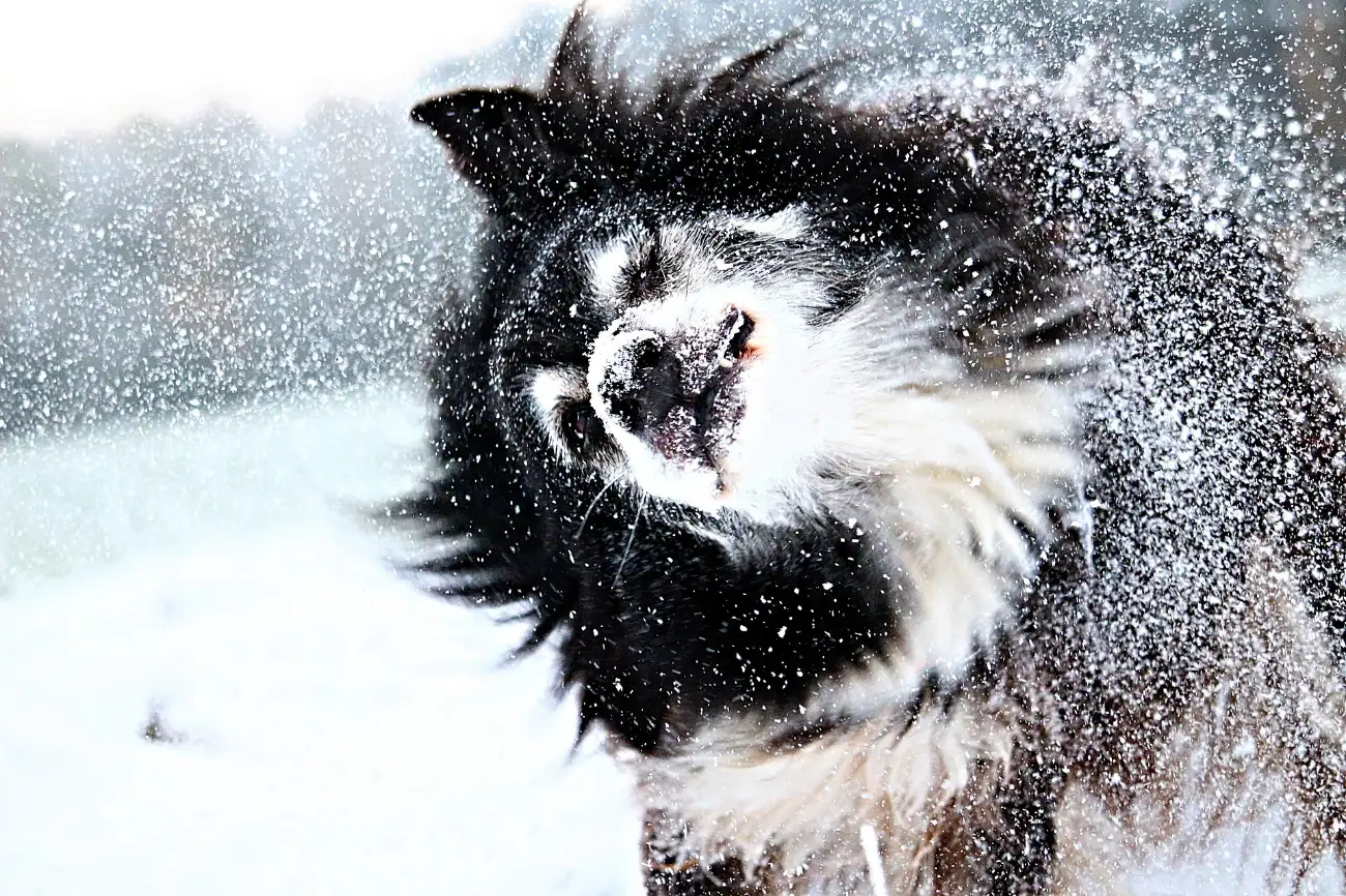 Dog in the snow